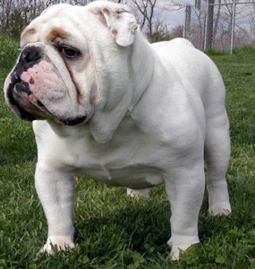 Anglický buldok (English Bulldog)
