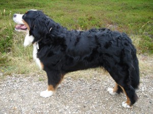 Bernský salašnický pes (Berner Sennenhund)
