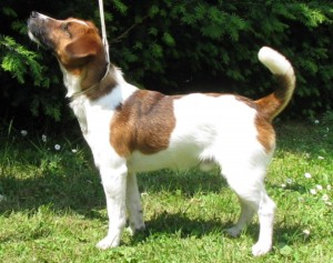 Jack Russelův Teriér (Jack Russell Terrier)