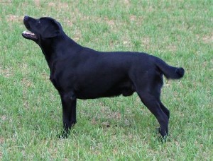 Labradorský retrívr (Labrador Retriever)