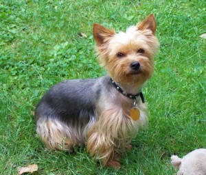 Yorkšírský terier (Jorkšírský terier, Yorkshire Terrier)