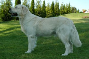 Zlatý retrívr (Golden Retriever)